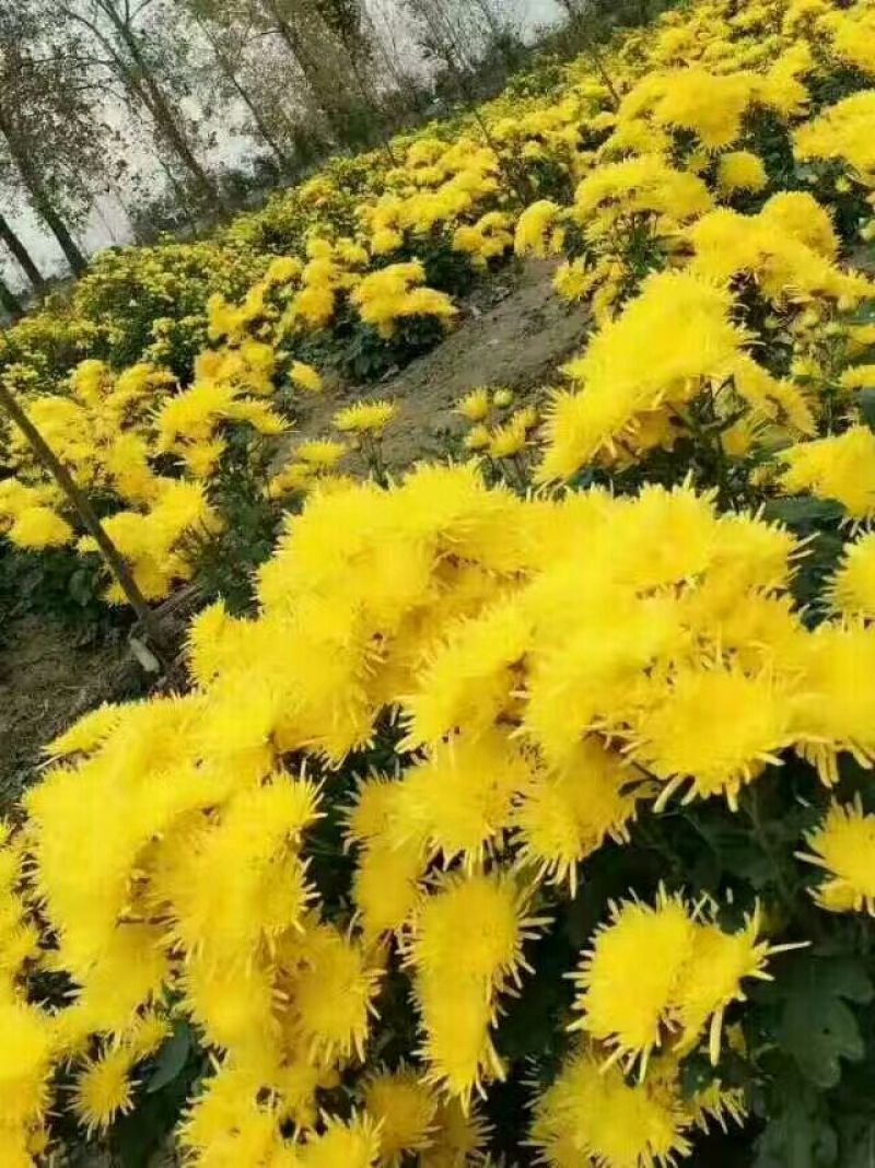 皇菊金丝皇菊