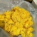 皇菊金丝皇菊