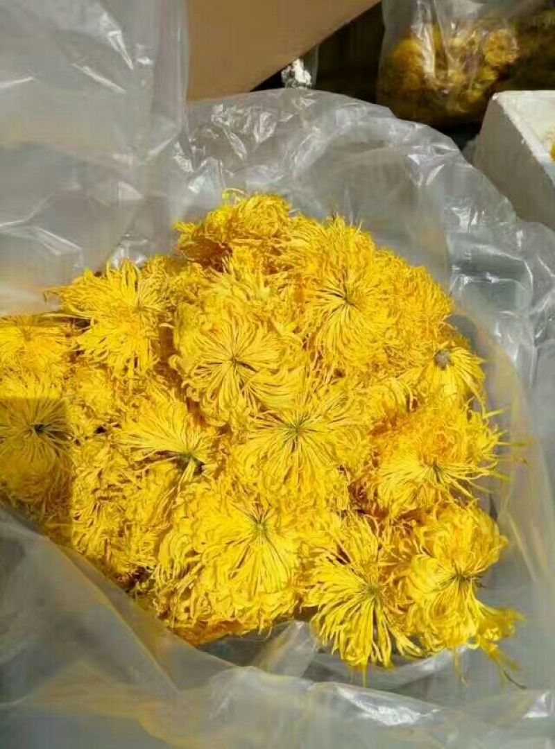 皇菊金丝皇菊