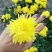 皇菊金丝皇菊