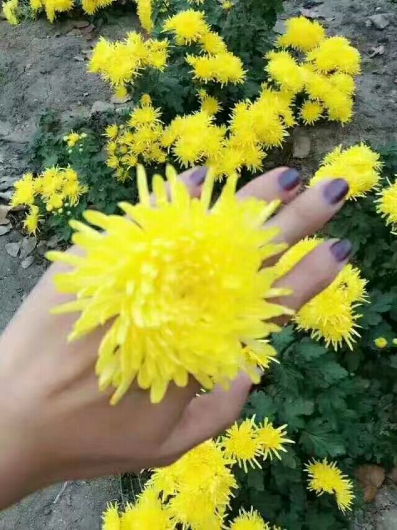 皇菊金丝皇菊