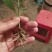 皇菊金丝皇菊
