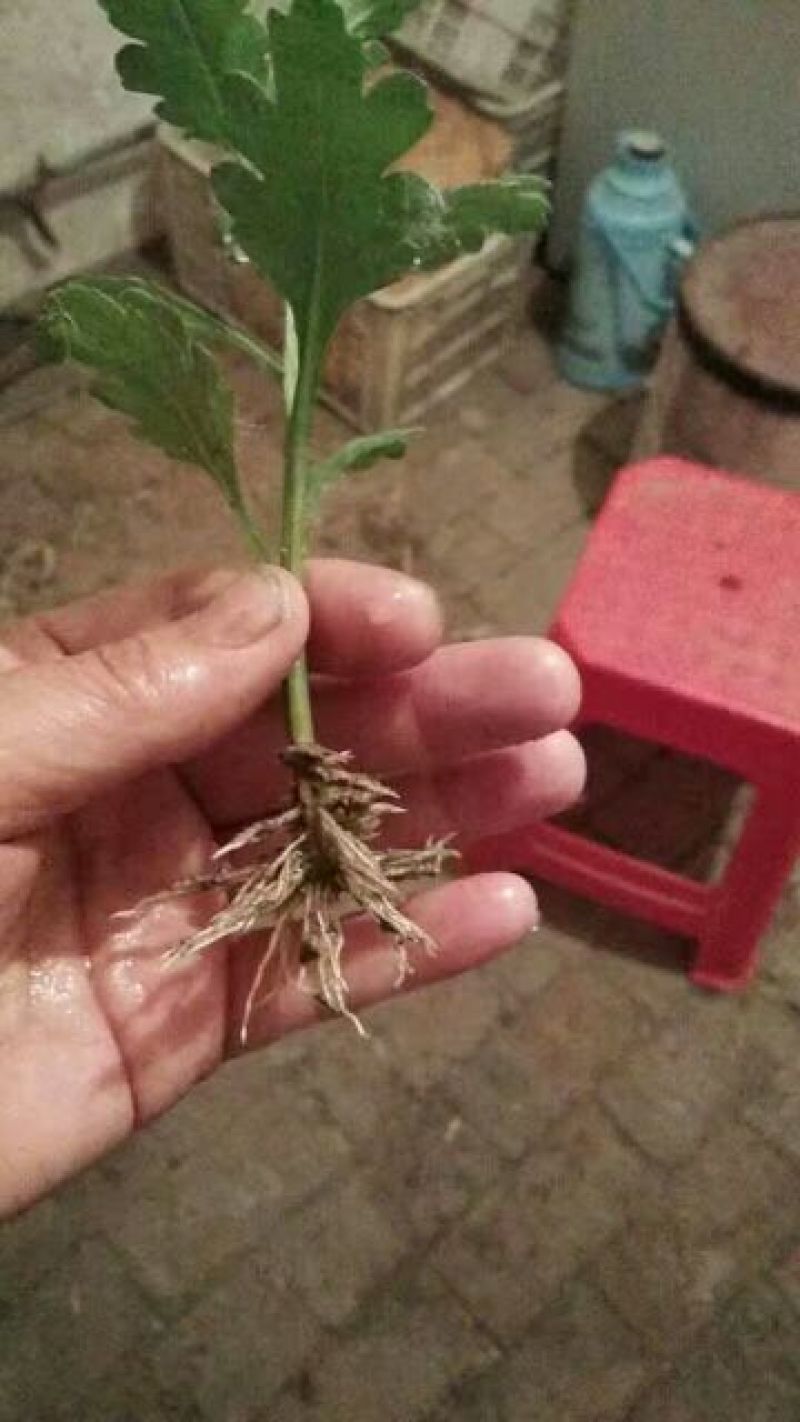 皇菊金丝皇菊