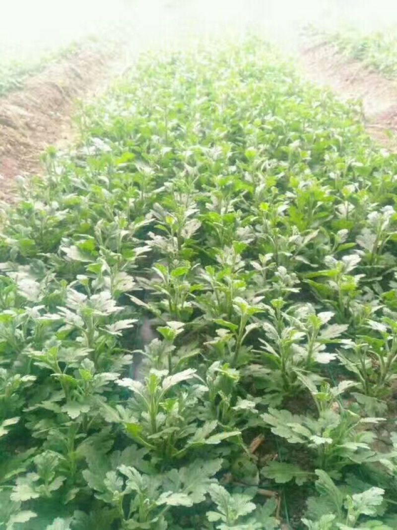 皇菊金丝皇菊