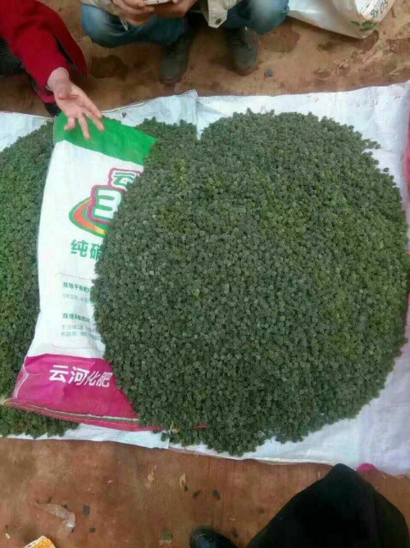 三七花带柄