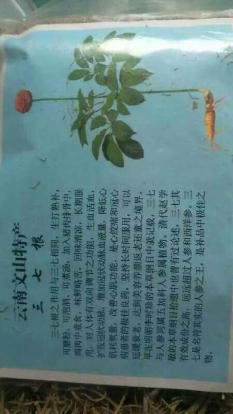 三七花带柄