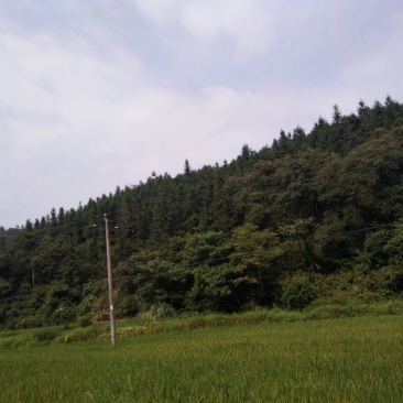 杉木250cm以上