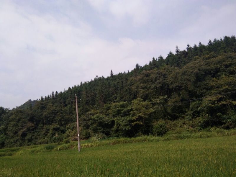 杉木250cm以上