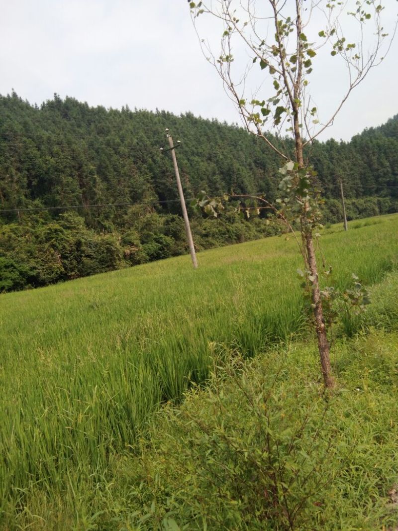 杉木250cm以上