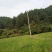 杉木250cm以上