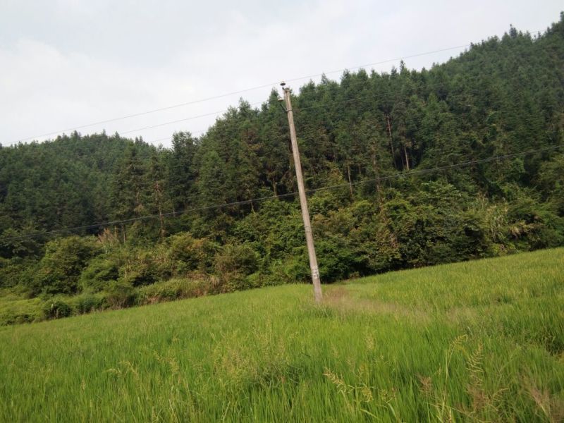 杉木250cm以上