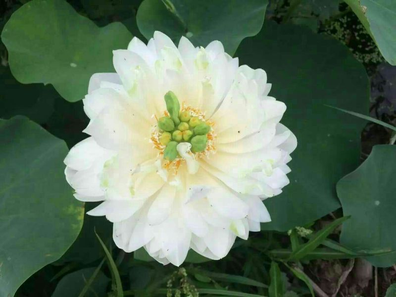 凤眼蓝铜钱草。萱草。人工水草。