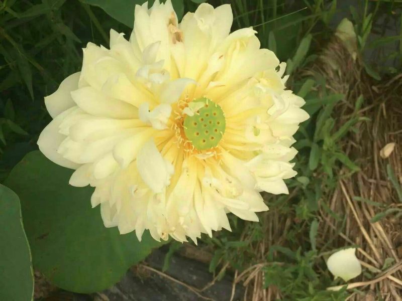 凤眼蓝铜钱草。萱草。人工水草。