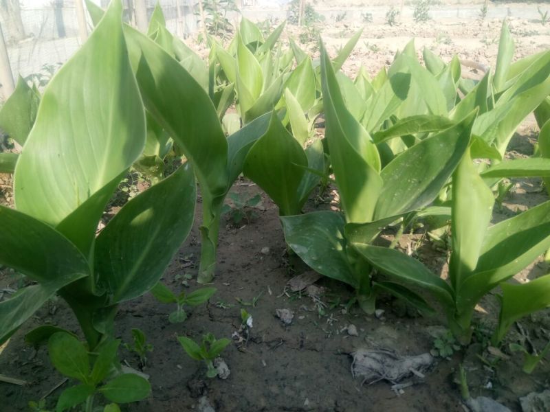 凤眼蓝铜钱草。萱草。人工水草。