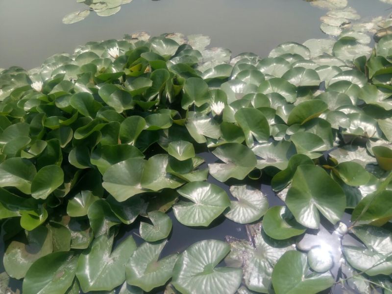 凤眼蓝铜钱草。萱草。人工水草。