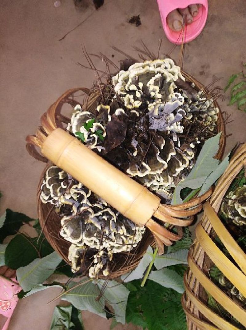 干巴菌特级