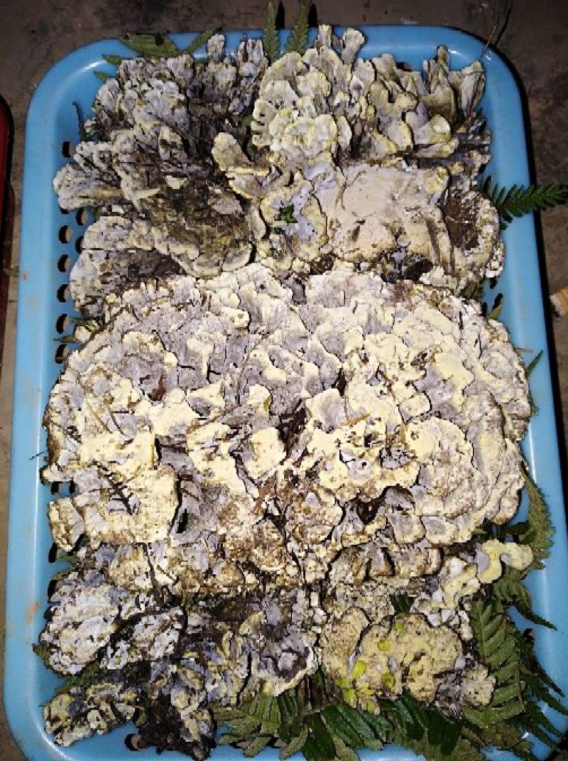 干巴菌特级