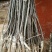 黄金梨树苗0.8cm50~80cm