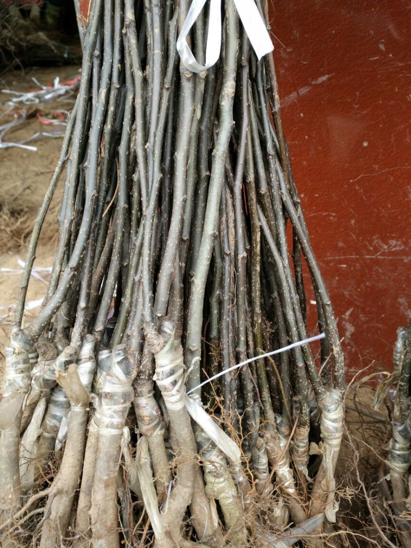 黄金梨树苗0.8cm50~80cm