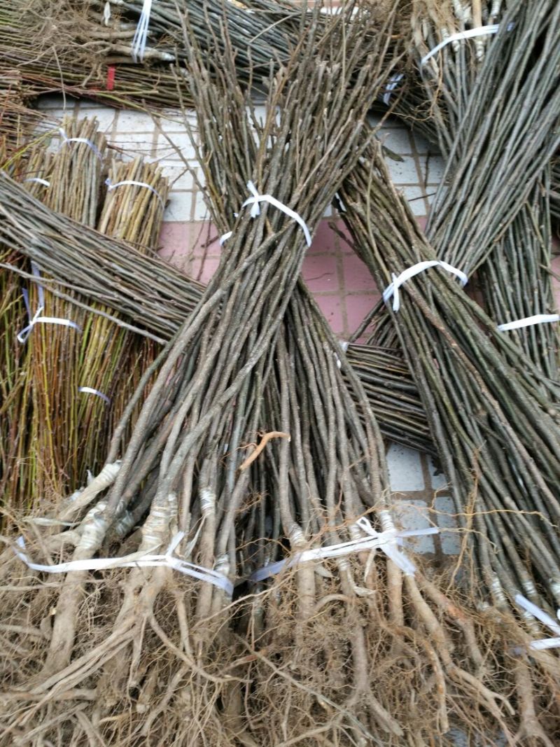 黄金梨树苗0.8cm50~80cm
