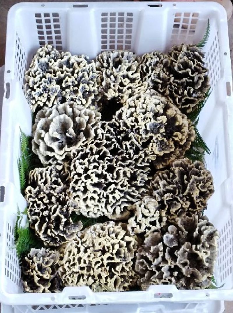 干巴菌特级
