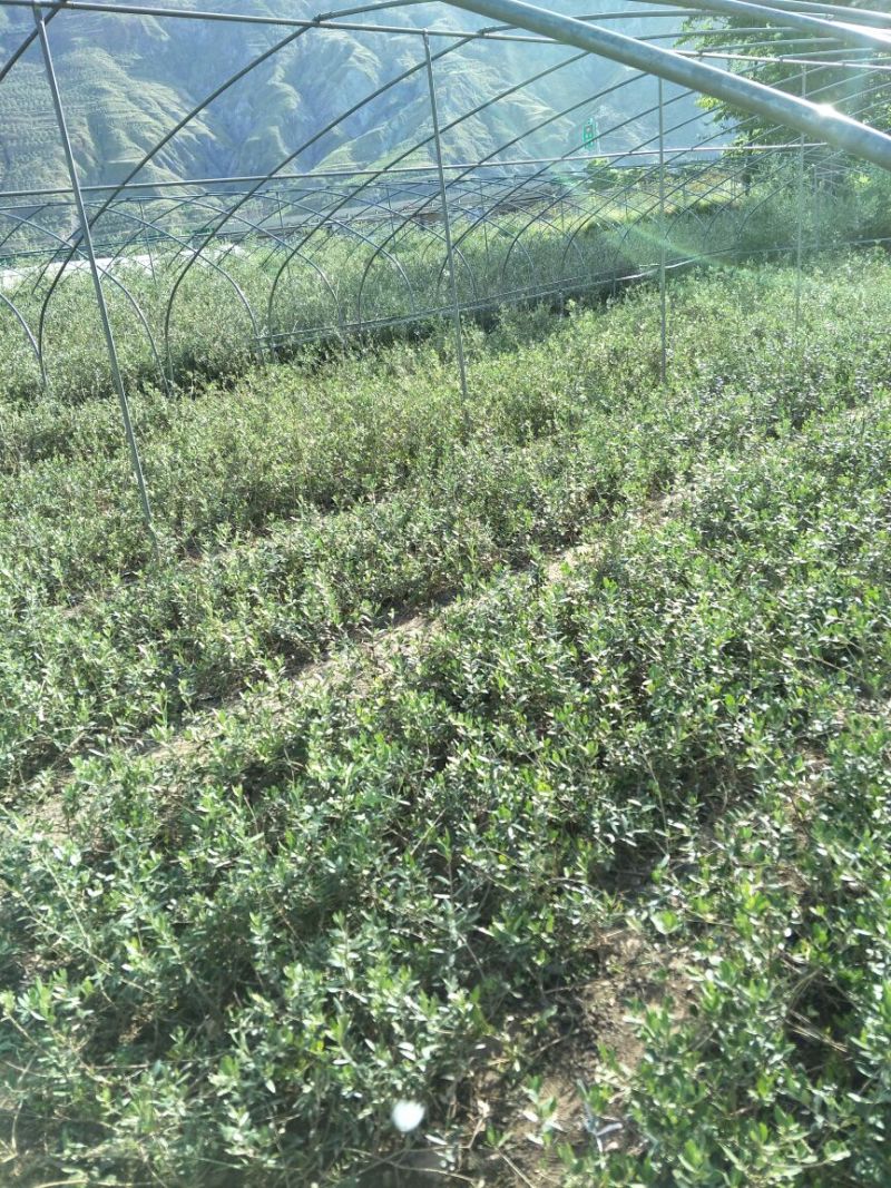 地径1cm带营养钵油橄榄苗