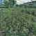 地径0.5-0.8cm橄榄树苗