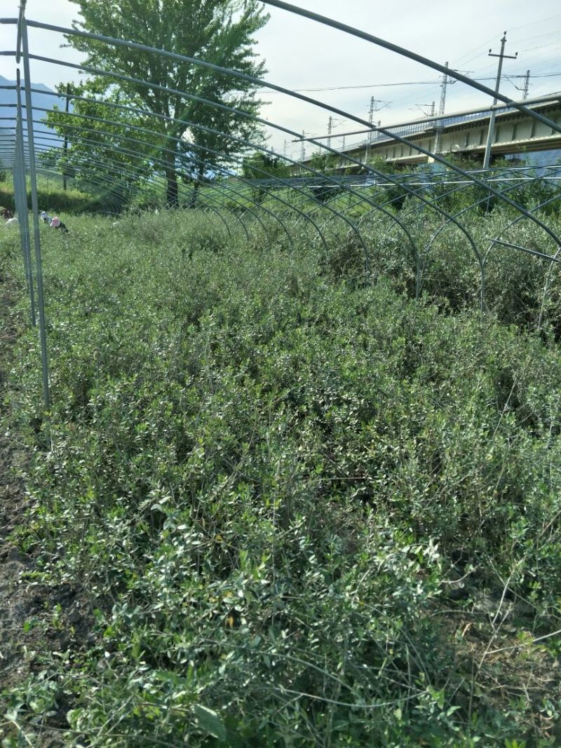 地径0.5-0.8cm橄榄树苗