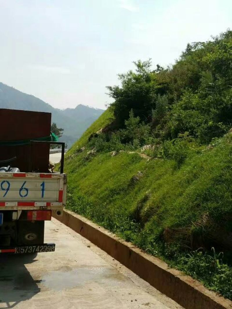 草籽