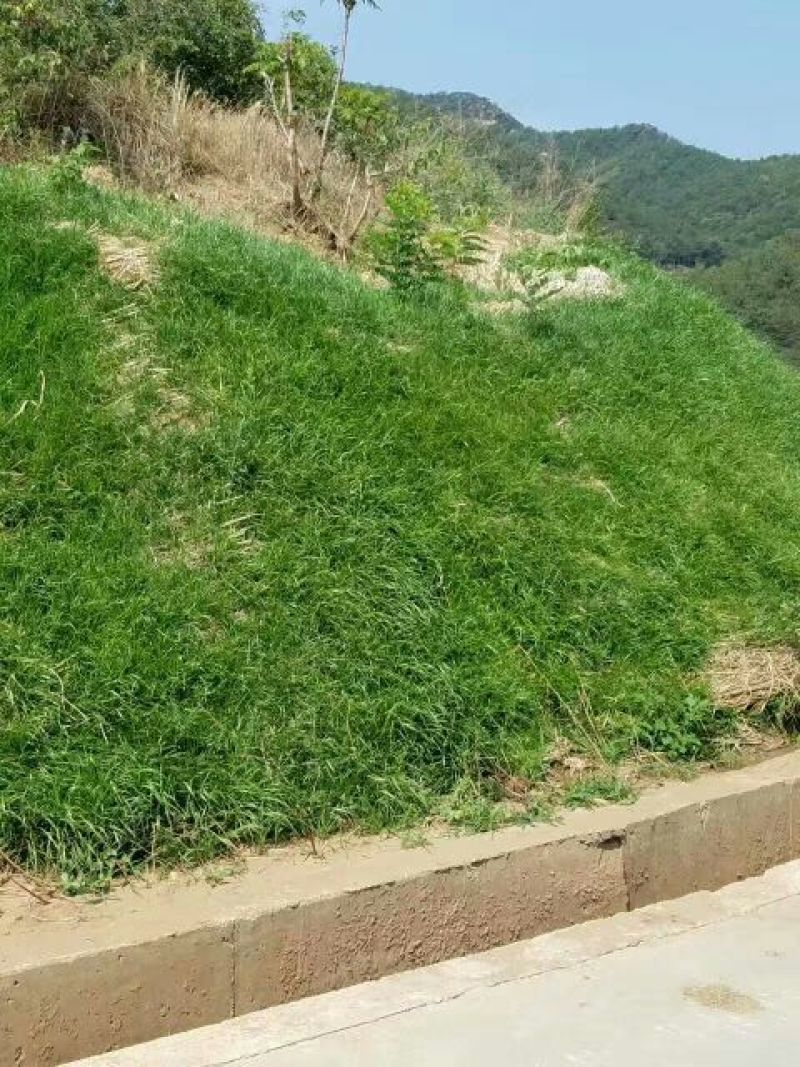 草籽
