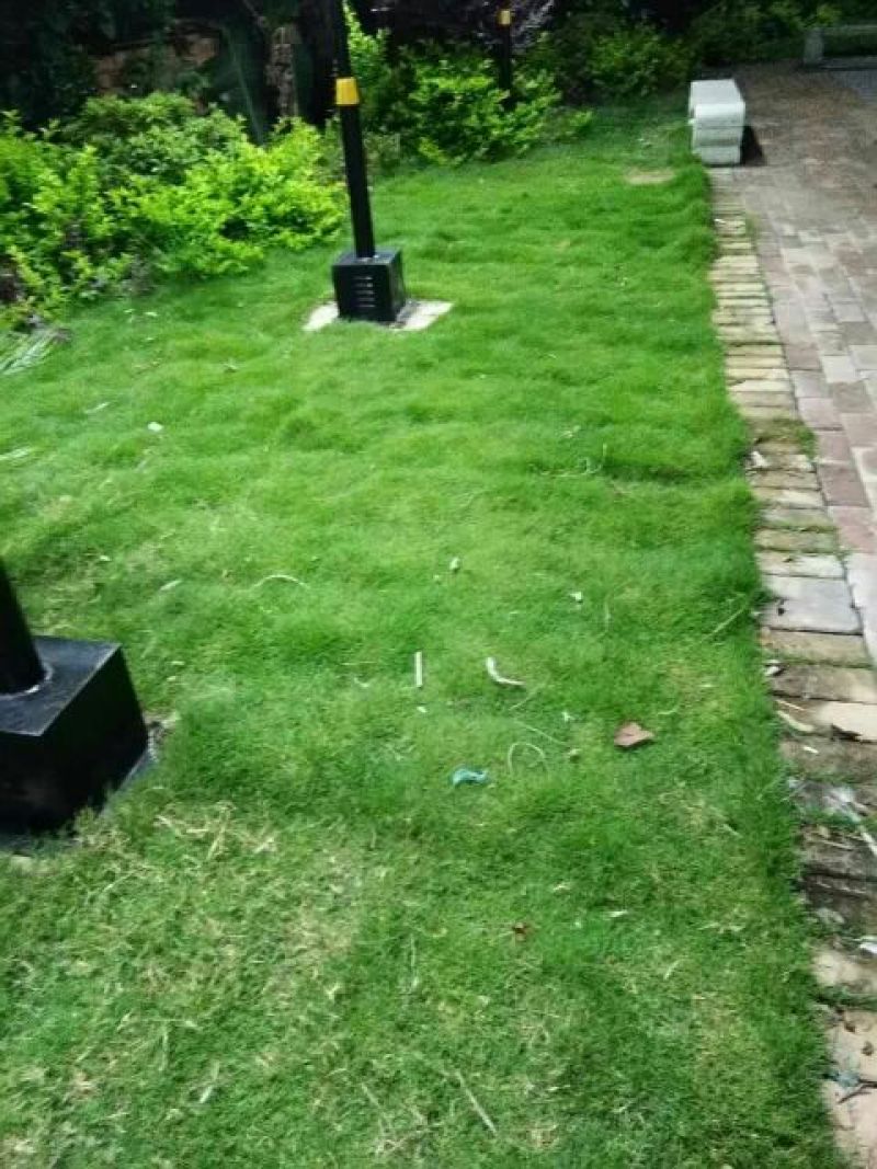 草籽