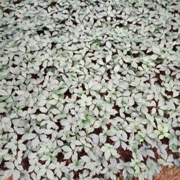 三七苗10~20cm
