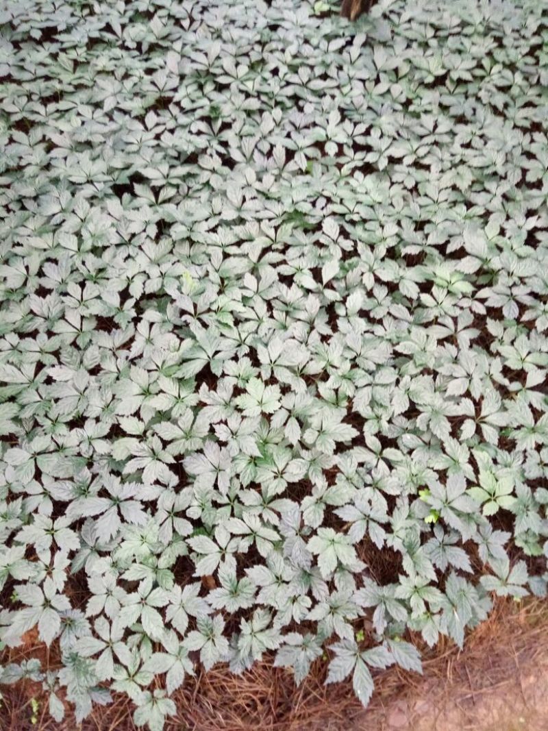 三七苗10~20cm