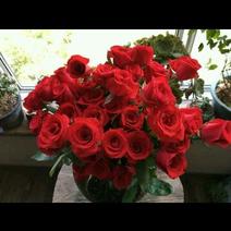 红玫瑰20朵