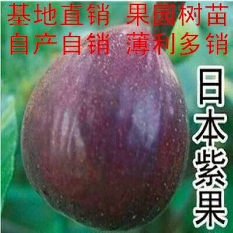 无花果树苗无花果