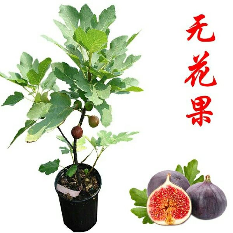 无花果树苗无花果