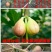 无花果树苗无花果