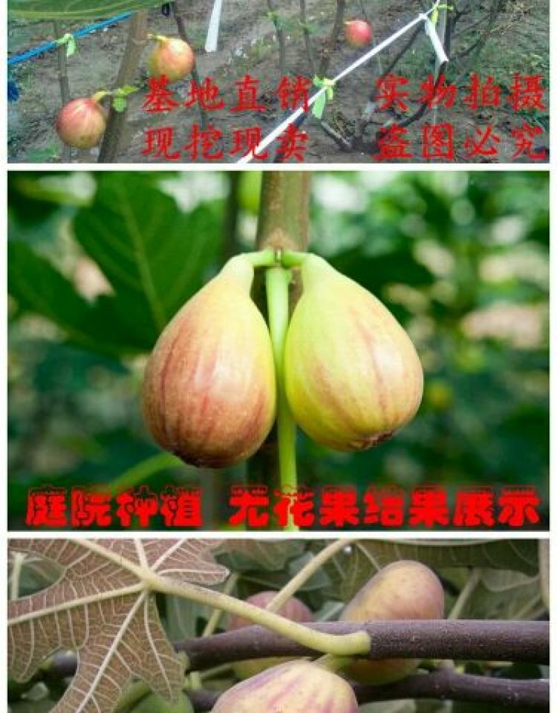 无花果树苗无花果
