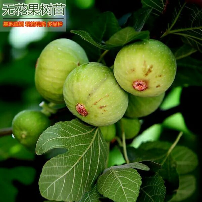 无花果树苗无花果