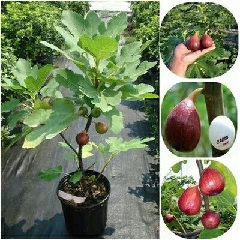 无花果树苗无花果
