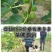 无花果树苗无花果