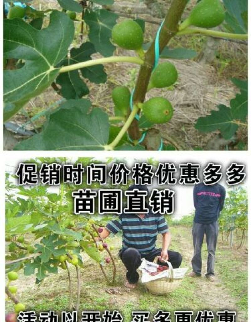 无花果树苗无花果