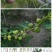 无花果树苗无花果