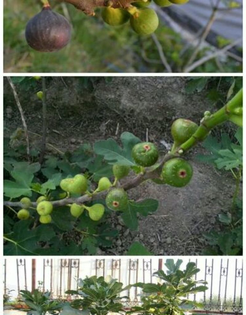 无花果树苗无花果