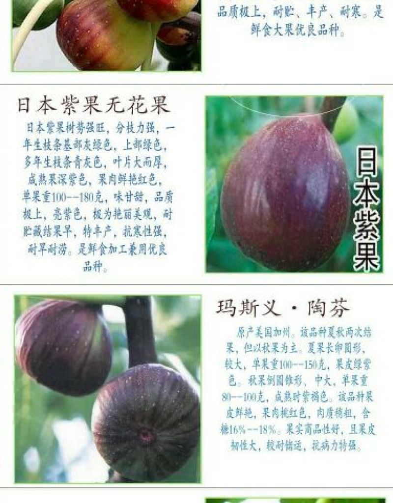 无花果树苗无花果