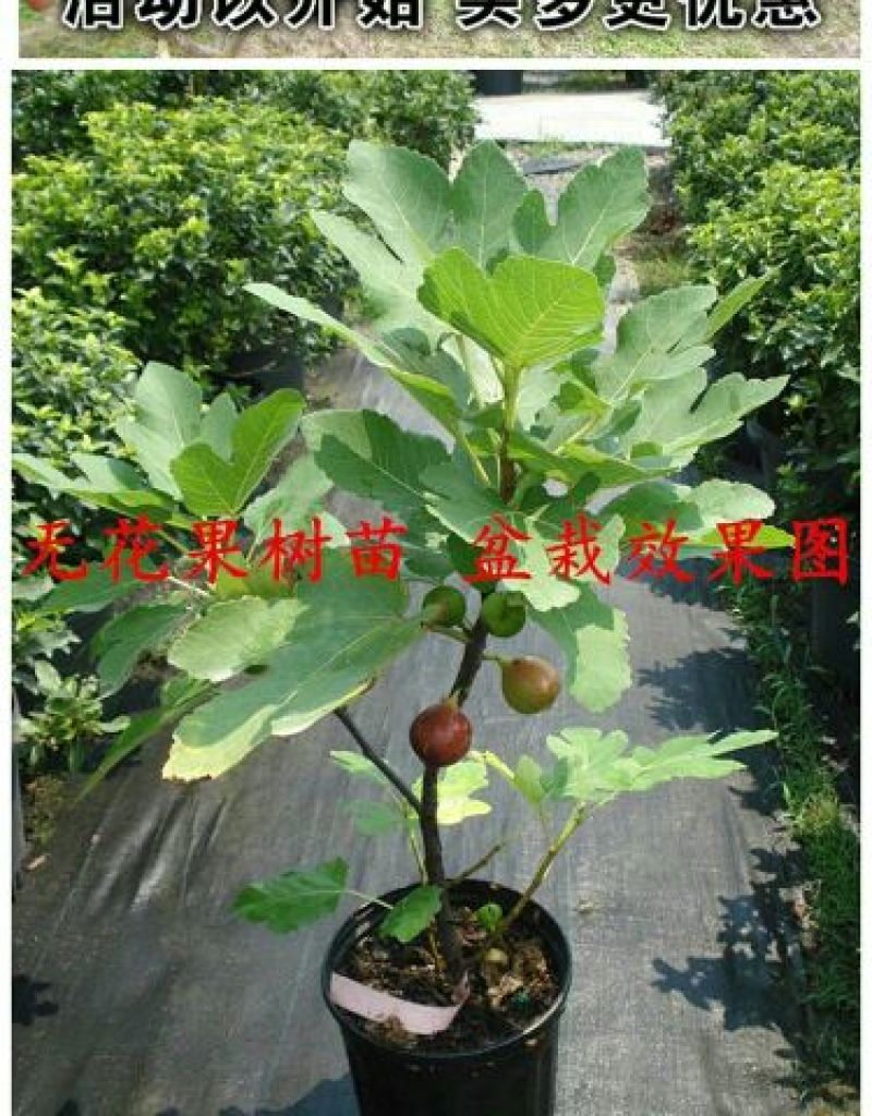 无花果树苗无花果