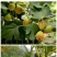 无花果树苗无花果