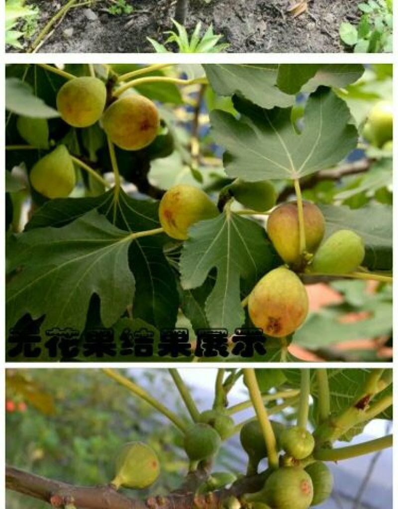 无花果树苗无花果