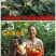 无花果树苗无花果