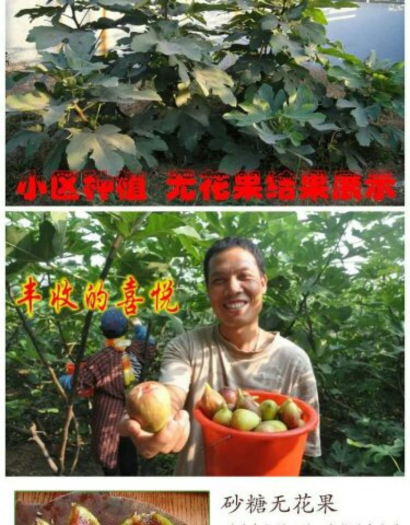 无花果树苗无花果